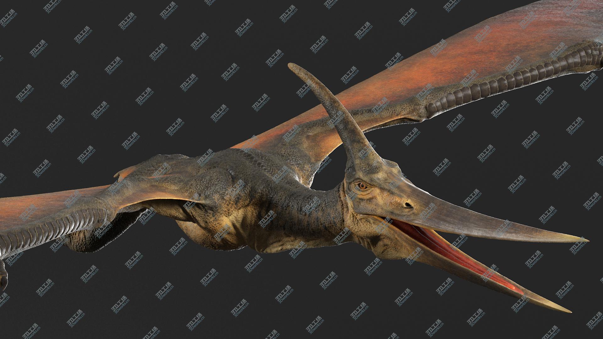 images/goods_img/20210313/3D Pteranodon No Rig(1)/5.jpg